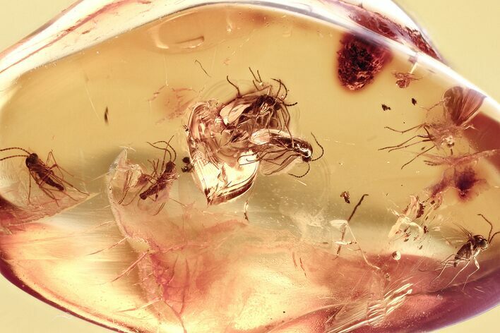 Fossil Dark-Winged Fungus Gnat Swarm (Sciaridae) In Baltic Amber #357825